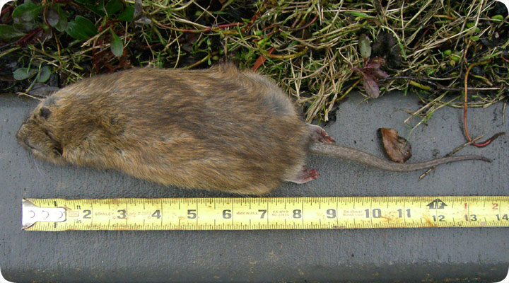 norway rat size