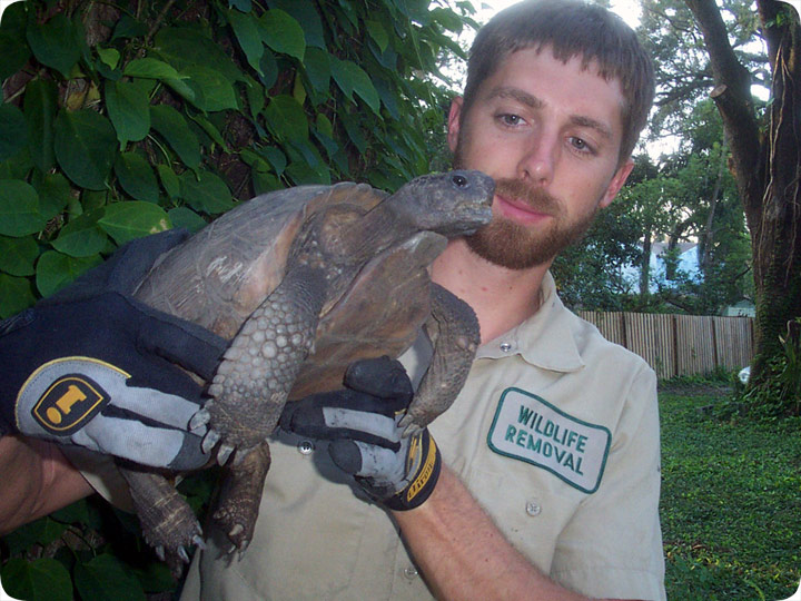 Gopher Tortoise