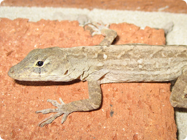 Green Anole