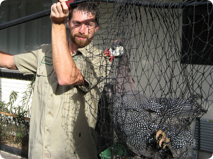 Guinea Hen