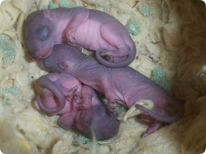 infant squirrels