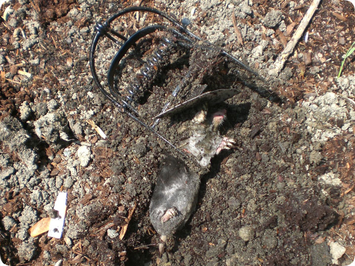 http://www.aaanimalcontrol.com/blog/mole-trapping.jpg