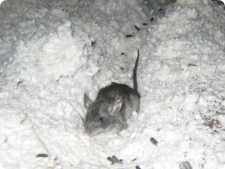 Mouse in the Attic - How to Get Rid of Mice In the Attic