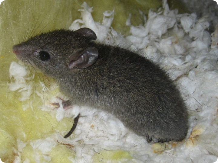 Get Rid of a Mouse in an Attic - Mice Control Strategies for Attics in 2023