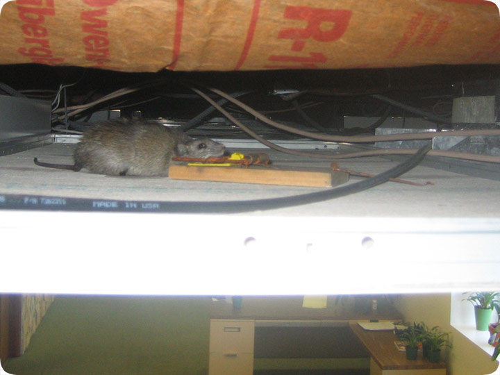 Mouse In Ceiling Or Wall Get Rid Of It Trapping And Removal