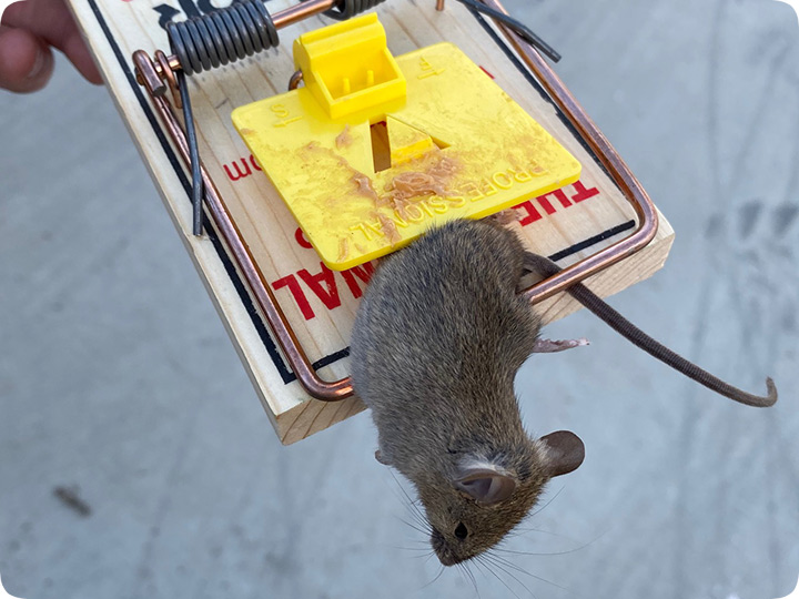 Original Mouse Trap in perfect condition, found in my mums attic. :  r/nostalgia