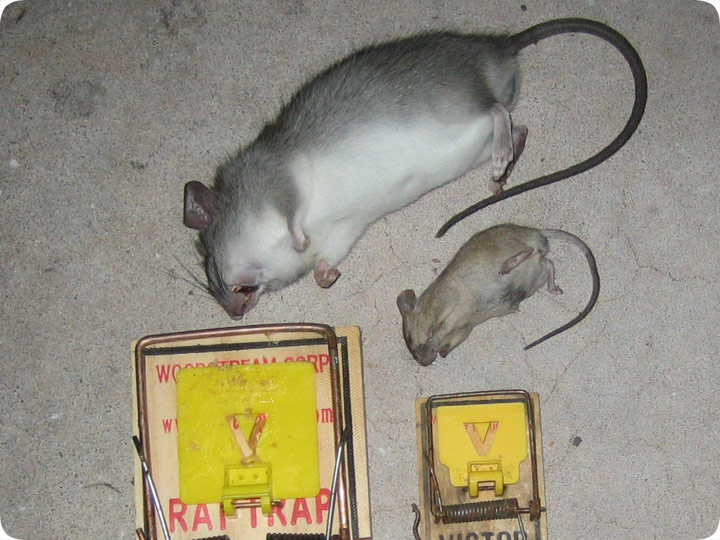 http://www.aaanimalcontrol.com/blog/mousevsrat.jpg