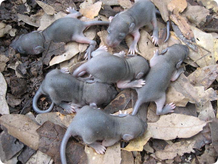 Rats Babies