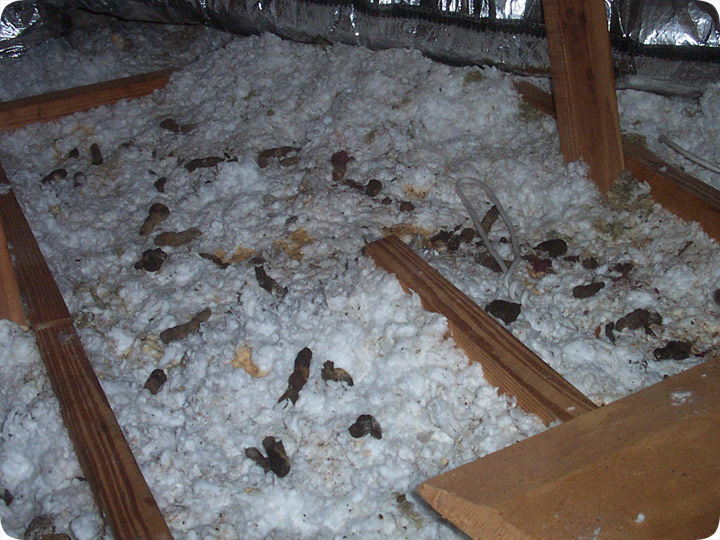 Opossum Poop Droppings And Waste In Attic