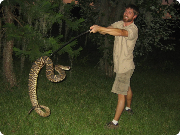 largest rattlesnake ever caught