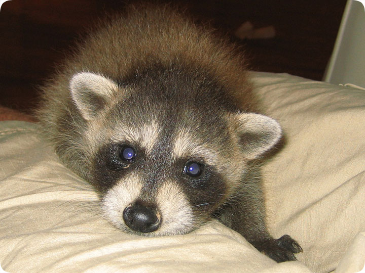 pet raccoon