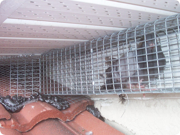 Pigeon Trap to Get Pigeons Out of a House