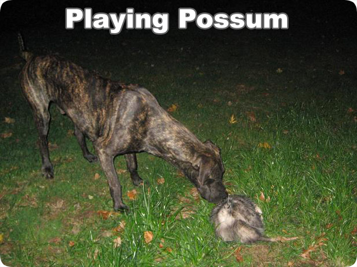 grinning possum