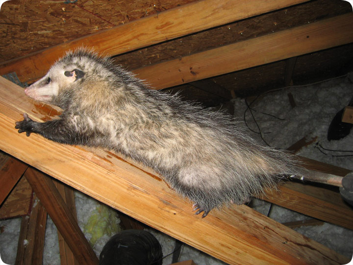 possum