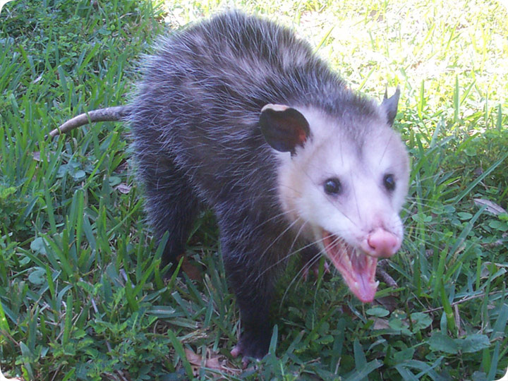 possum photograph