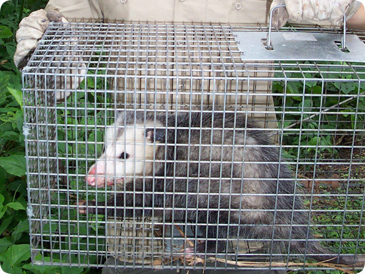 Possum Trapping - How to Trap an Opossum