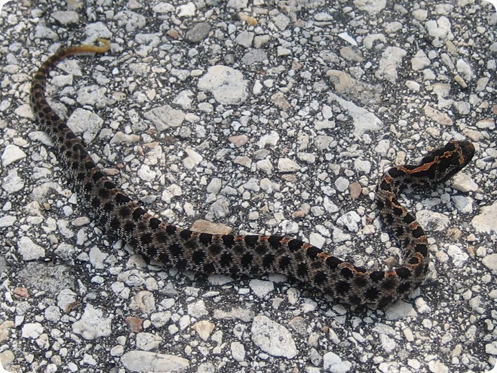 Baby Ground Rattler