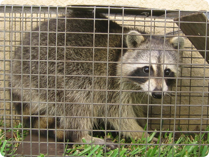 Raccoon Trapping Tips
