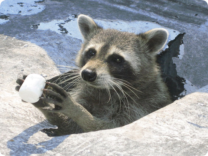 Raccoon Bait - What Foods Catch Raccoons?