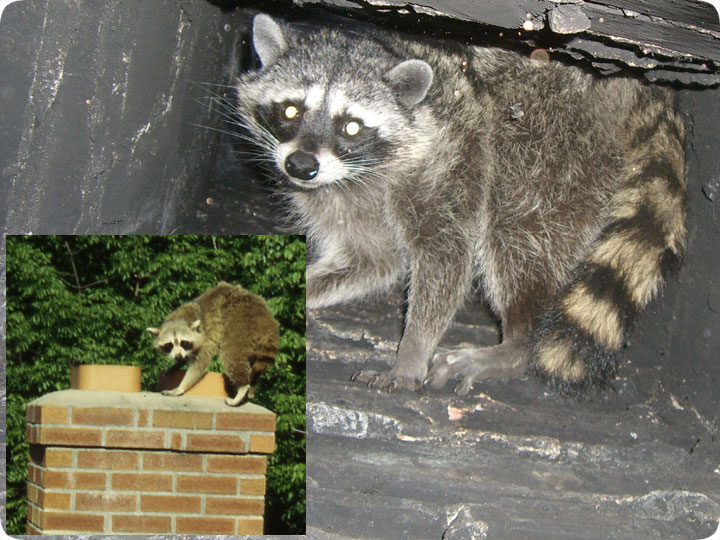 chimney raccoons them fire removal