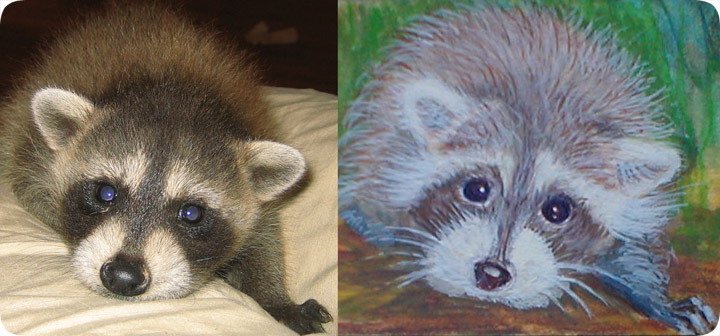 cute baby raccoon drawing