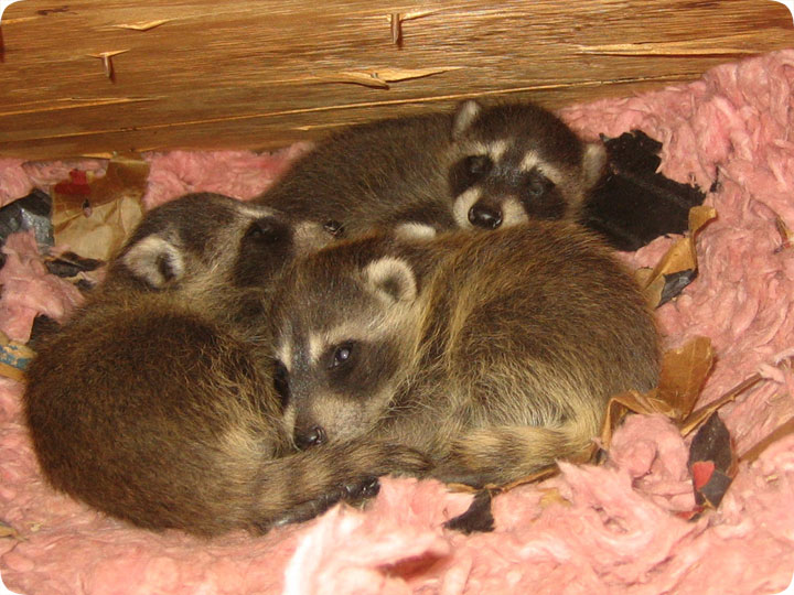 raccoon nest