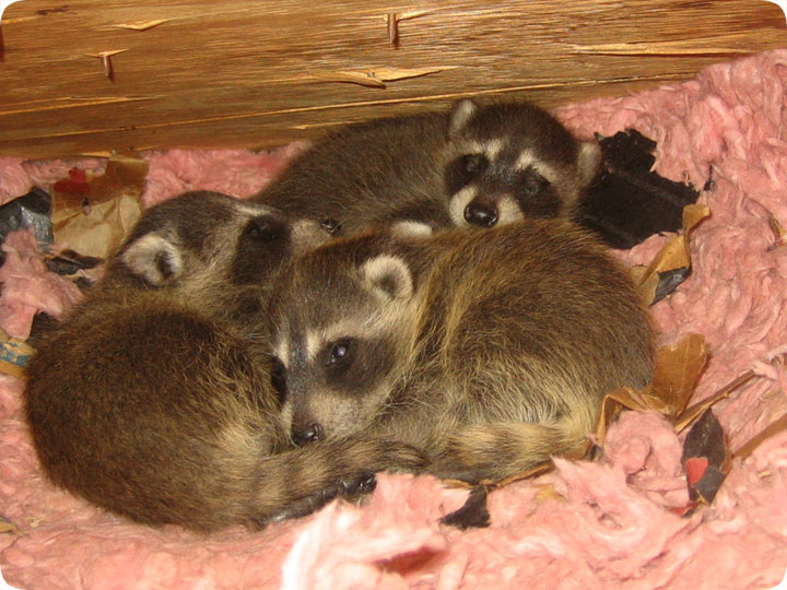 Raccoons In The Attic How To Get Them Out Humane Raccoon Removal