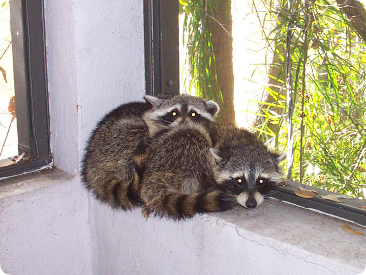 Raccoons in the Porch Stealing Pet Food