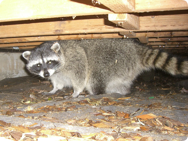 Raccoon Under House