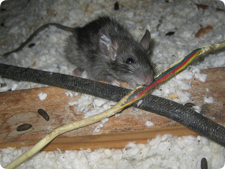 rat chewing wire