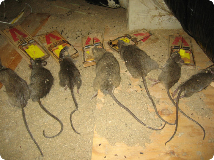 How to GET RID of RATS IN YOUR ATTICBEST Rodent Removal 