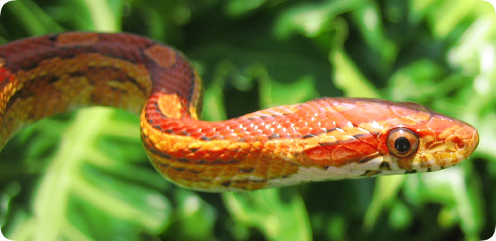 One Does Not Look Like the Other: The Red Rat Snakes of the