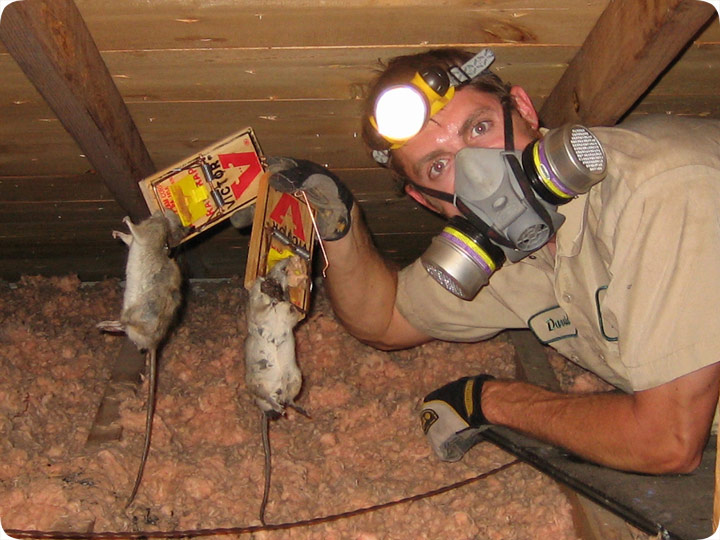 How to GET RID of RATS IN YOUR ATTICBEST Rodent Removal 