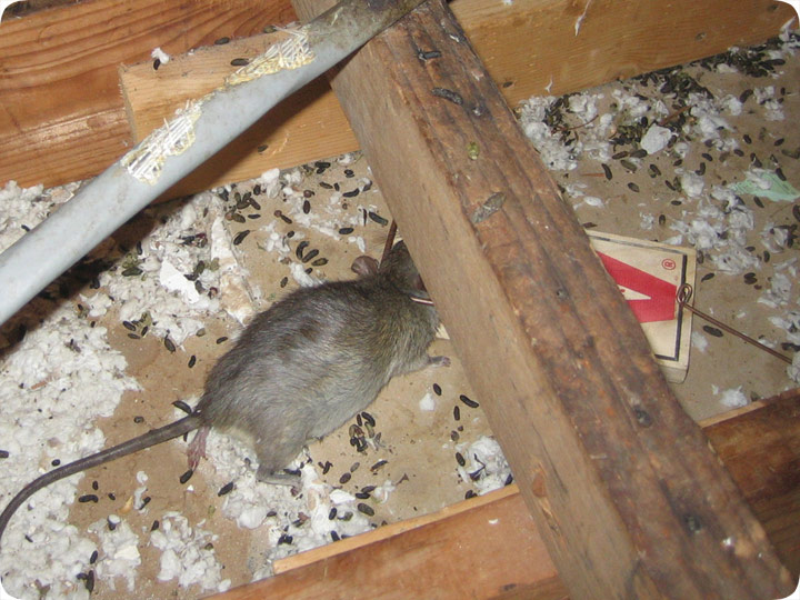 How To Get Rid Of Dead Rat Smell Get Rid Of Dead Rat Smell Http Texas Nef2 Com How To Get Rid Of Dead R Dead Mouse Smell Getting Rid Of Mice Dead Mouse