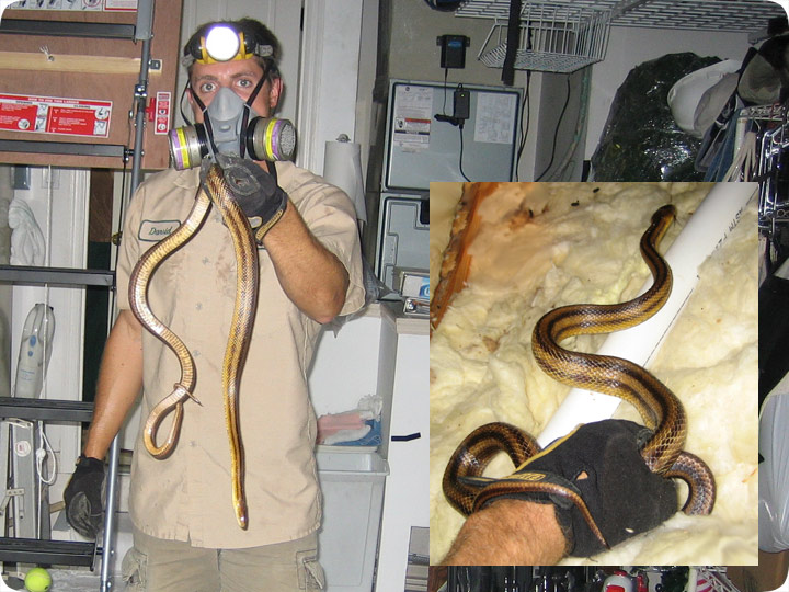 Extraction of a Snake from an Attic