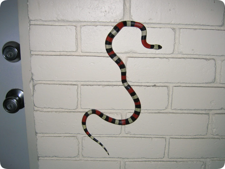 Can Snakes Climb? Snake Crawls up a Wall.