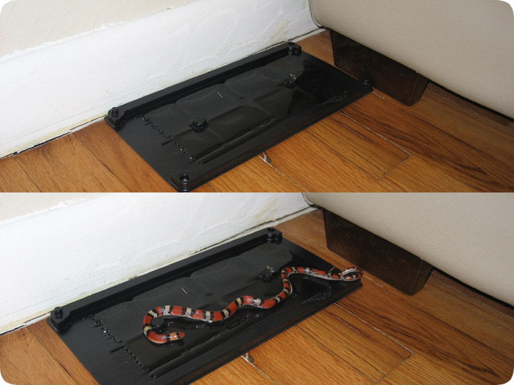 http://www.aaanimalcontrol.com/blog/snakegluetrap.jpg