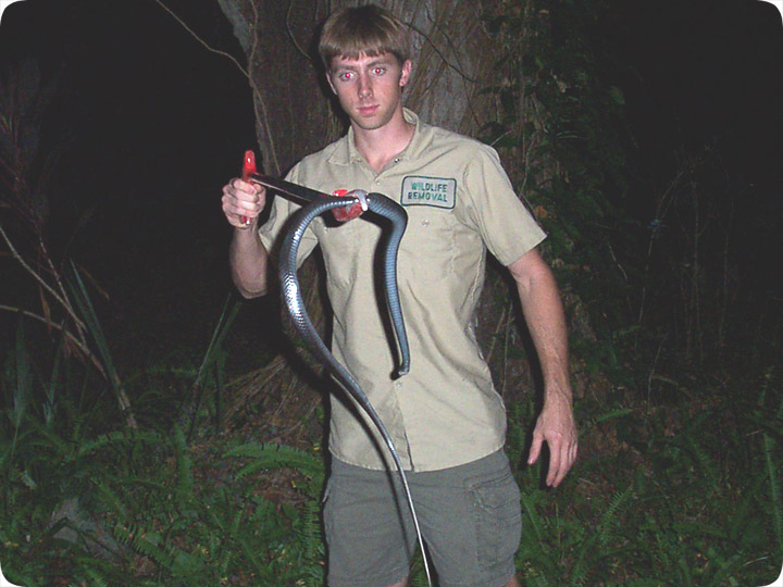 snake catching