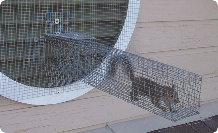 How Does a Squirrel One Way Door Work? 