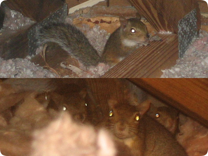 What to Do If You Have Squirrels in Your Attic · ExtermPRO