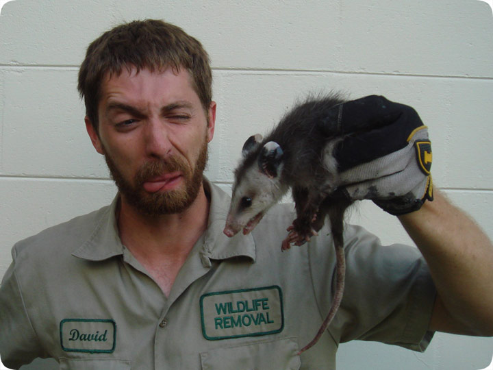 ugly opossum