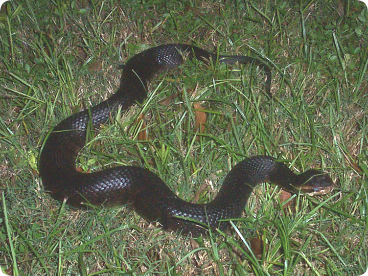 black water moccasin snake