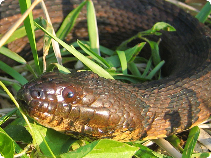 Florida Water Snake