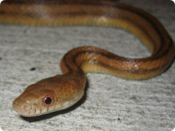 common-snakes-of-orange-county-florida