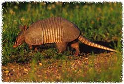 are armadillos nocturnal or diurnal