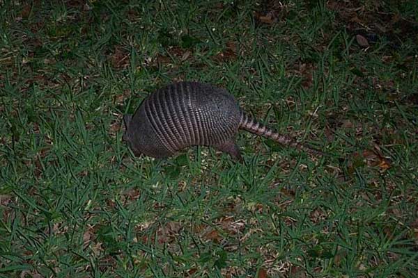 armadillo digging