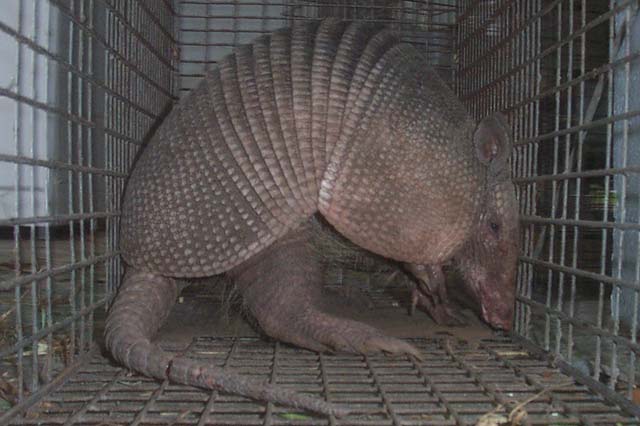 Wildlife Management Pros » Animal Control » Armadillos » How to