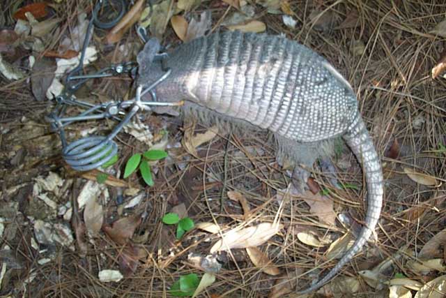 armadillo trap