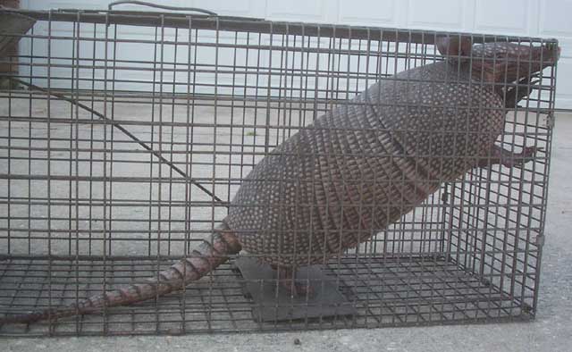 Pest Control - Armadillo