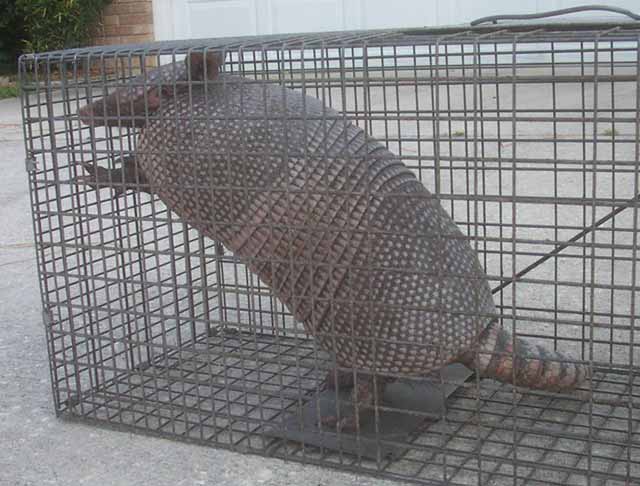 Armadillo Trap - How to Trap Armadillos